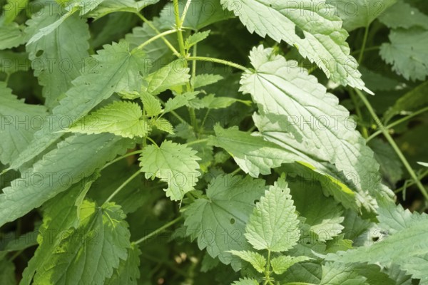 Borken, NRW, Germany, Stinging nettle, urtica dioica, growing densely in its natural habitat, showing green leaves
