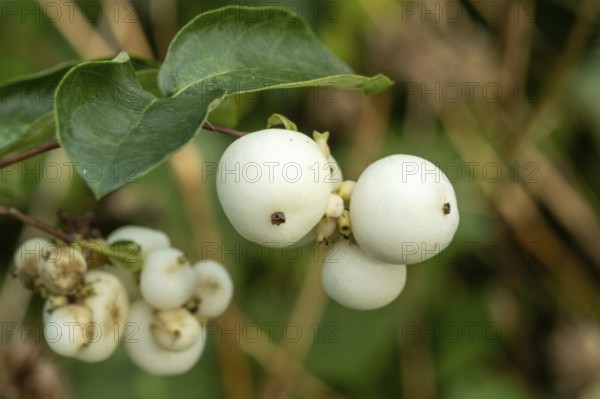 Raesfeld, NRW, Germany, White snowberries (symphoricarpos albus) displaying natural beauty on green branches