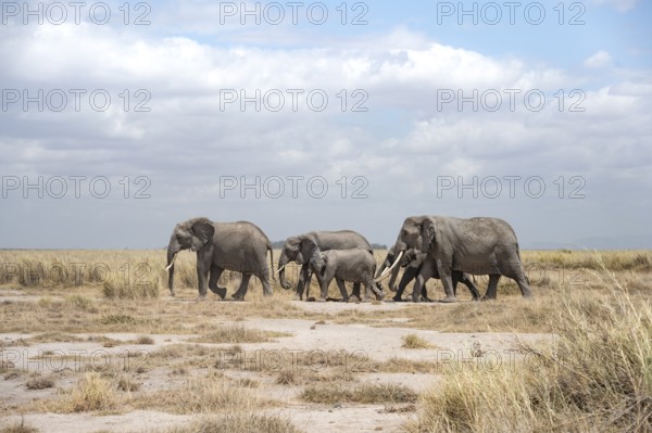 African elephants (Loxodonta africana), herd in dry savanna, Amboseli National Park, Rift Valley Province, Kenya