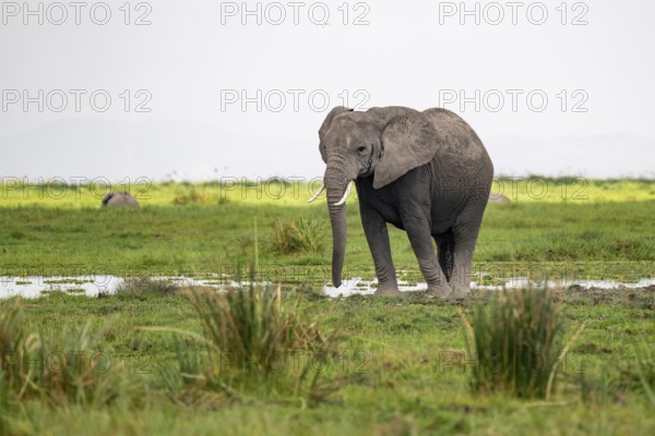 African elephant (Loxodonta africana), in Longinye Swamp, Amboseli National Park, Rift Valley Province, Kenya