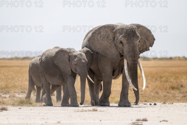 African elephants (Loxodonta africana), in dry savanna, Amboseli National Park, Rift Valley Province, Kenya