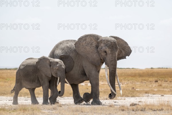 African elephants (Loxodonta africana), mother and young in dry savanna, Amboseli National Park, Rift Valley Province, Kenya
