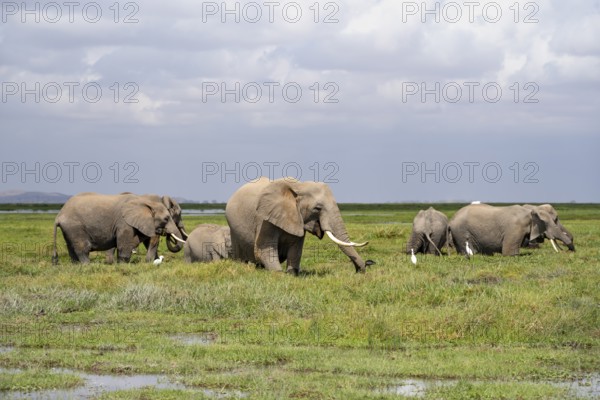 African elephants (Loxodonta africana), herd in Longinye Swamp, Amboseli National Park, Rift Valley Province, Kenya
