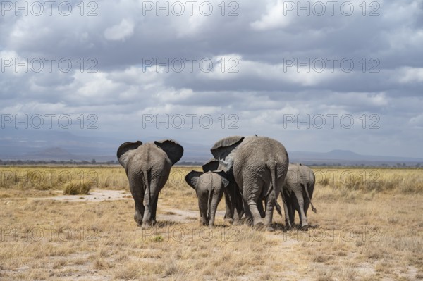 African elephants (Loxodonta africana), herd in dry savanna seen from behind, Amboseli National Park, Rift Valley Province, Kenya