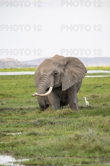 African elephant (Loxodonta africana), in Longinye Swamp, Amboseli National Park, Rift Valley Province, Kenya