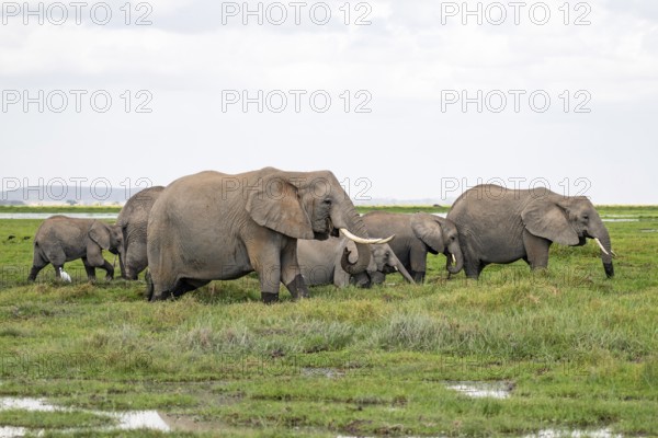 African elephant (Loxodonta africana), herd in Longinye Swamp, Amboseli National Park, Rift Valley Province, Kenya