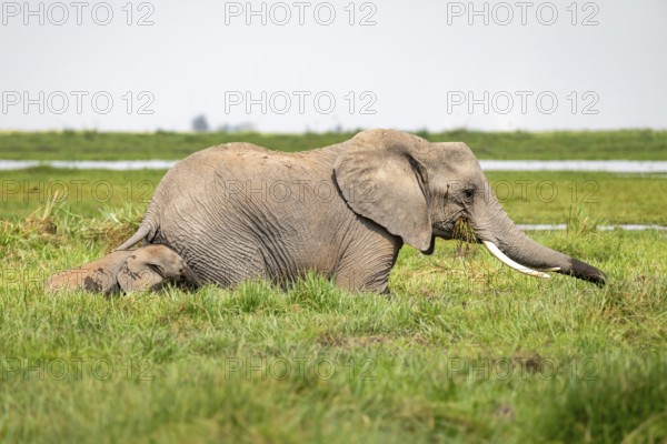 African elephant (Loxodonta africana), mother and young in Longinye Swamp, Amboseli National Park, Rift Valley Province, Kenya