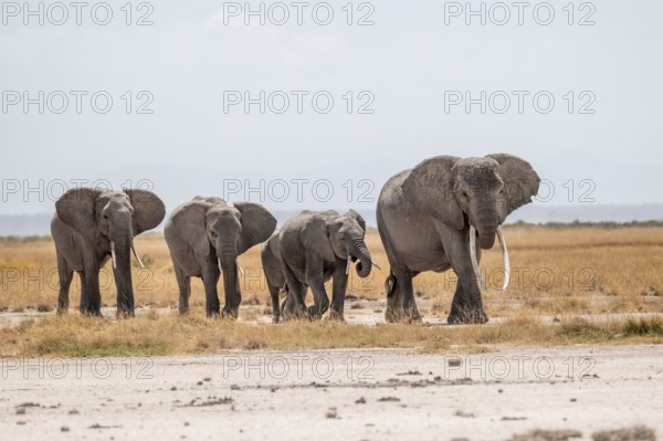 Four African elephants (Loxodonta africana), in dry savanna, Amboseli National Park, Rift Valley Province, Kenya