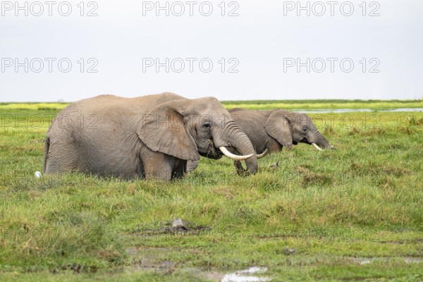 Two African elephants (Loxodonta africana), in Longinye Swamp, Amboseli National Park, Rift Valley Province, Kenya
