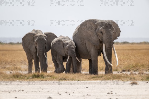 Three African elephants (Loxodonta africana), in dry savanna, Amboseli National Park, Rift Valley Province, Kenya