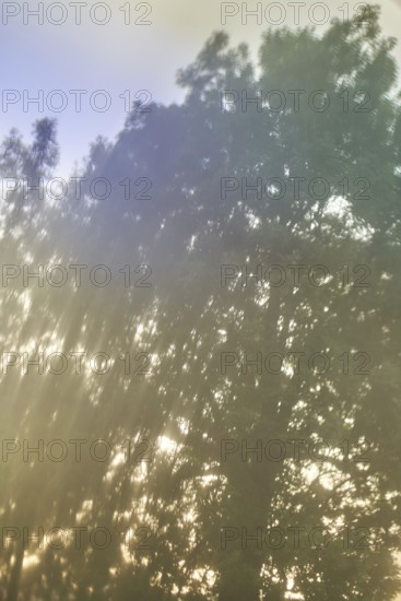 Blurry tree at sunset light glimpsing through leaves, in Schimberg, Eichsfeld, Thuringia, Germany