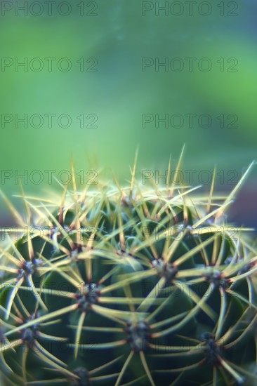 Parodia warasii, Cactaceae, cactus native to Brazil, geowing as indoor plant in Germany
