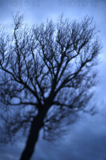 Big to small branches like a growing tree diagram highlighted by unsharp to sharp photography tilt shift, metaphor for growths, the small branches appear like an independent small try growing on the huge tree as symbol for growths, winter season, no leafs, against blue cloudy sky, in Ershausen, Schimberg, Eichsfeld, Thuringia, Germany