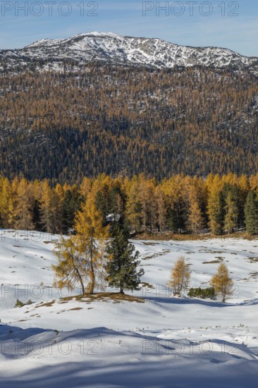 Autumn atmosphere, first snow on the mountains, autumn leaves, Stoderzinken near Gröbming, Styria, Austria