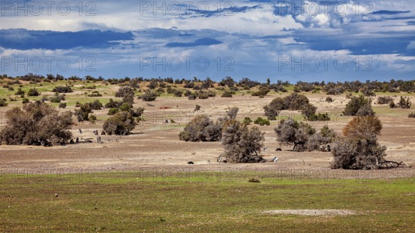 A barren desert landscape with scattered bushes under a cloudy sky, The landscape near Punta Tombo in Argentina