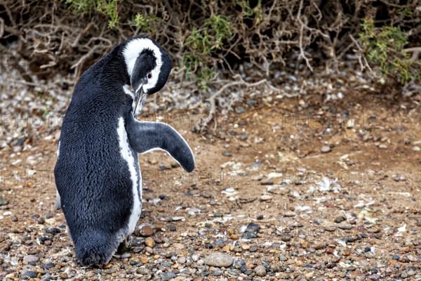 A penguin stands on rocky ground in front of a bush, The Magellanic Penguin (Spheniscus magellanicus) from Punta Tombo in Argentina
