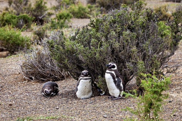 Group of penguins next to shrubs in an arid landscape, The Magellanic Penguin (Spheniscus magellanicus) from Punta Tombo in Argentina