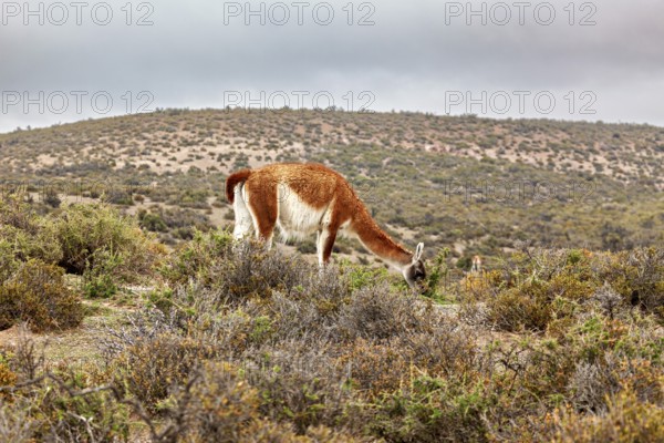 A guanaco grazes in a hilly landscape under a cloudy sky, wild guanaco (Llama guanicoe) on the Valdes Peninsula in Argentina