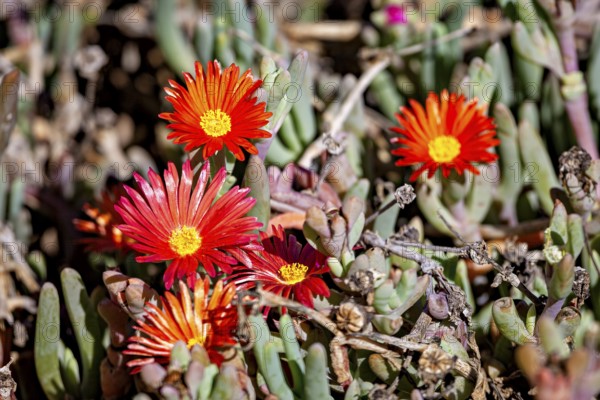 Bright red and orange flowers bloom among dry succulents in a sunny desert landscape, 53/5, 000 Malephora crocea flower in the countryside of Patagonia Argentina
