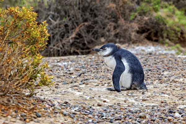 A penguin sits on gravelly ground near a shrub in natural surroundings, The Magellanic Penguin (Spheniscus magellanicus) from Punta Tombo in Argentina