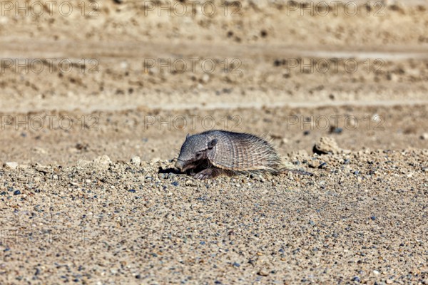 An armadillo lies on a sandy ground in the desert, the brown-bristled armadillo (Chaetophractus villosus) of the Valdes Peninsula in Argentina