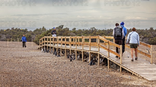 People walking on a jetty in a dry coastal landscape, The Magellanic Penguin (Spheniscus magellanicus) from Punta Tombo in Argentina