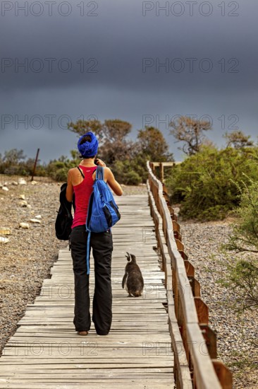 A woman with a blue backpack walks on a wooden path next to a penguin under a stormy sky, The Magellanic Penguin (Spheniscus magellanicus) from Punta Tombo in Argentina