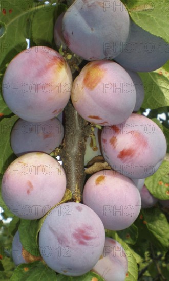 Sweet juice plums hanging on a branch in the garden. Melitopol, Ukraine