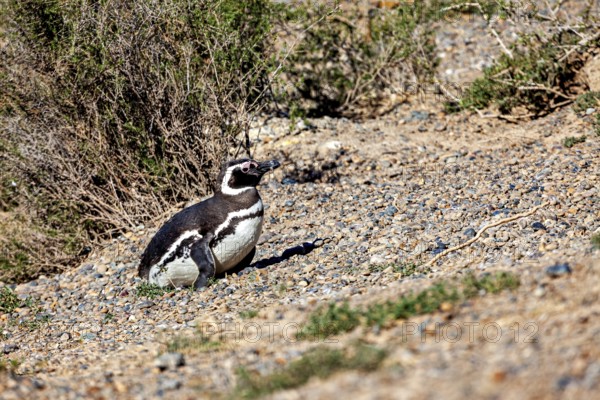 A single penguin sits quietly on earthy ground surrounded by shrubs, The Magellanic Penguin (Spheniscus magellanicus) from Punta Tombo in Argentina