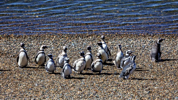 A group of penguins gather on a gravelly beach with water in the background, The Magellanic Penguin (Spheniscus magellanicus) from Punta Tombo in Argentina