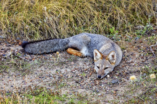 A fox lies relaxed on the ground, surrounded by nature and grasses, The Argentinean fighting fox (Lycalopex griseus)