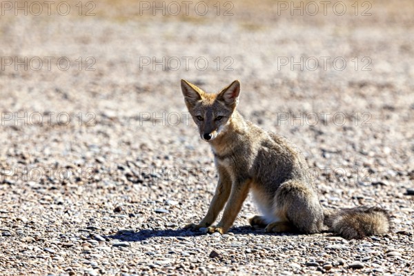 A young fox sits on a gravel path and shows a curious attitude, The Argentinean fighting fox (Lycalopex griseus)