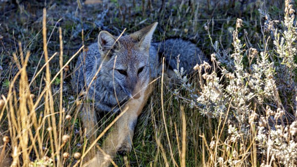 A fox hides among tall grasses and quietly observes the surrounding area, The Argentinean fighting fox (Lycalopex griseus)