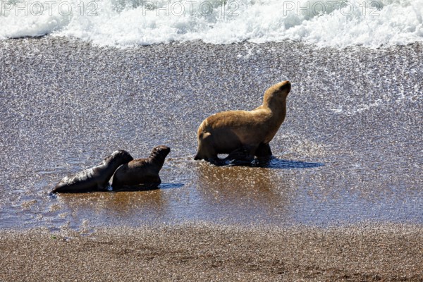 Three sea lions stand in shallow water at the edge of the coast, the maned seals (Otaria flavescens) on the beach of Peninsula Valdes in Argentina