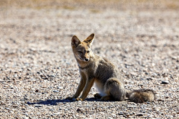 A young fox sits on a gravel path and looks attentively around him, The Argentinean fighting fox (Lycalopex griseus)