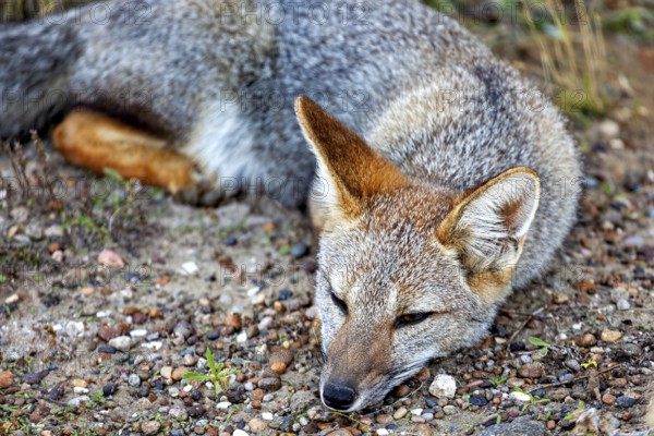 A fox is resting on the ground, eyes closed, in a peaceful mood, The Argentinean fighting fox (Lycalopex griseus)