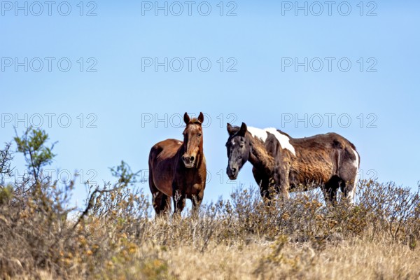 Two horses stand in an overgrown meadow under clear blue skies, The wild horses on the Valdes Peninsula in Argentina