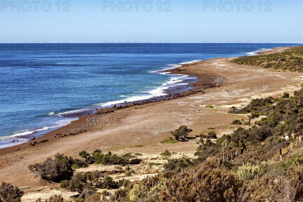 Coastal landscape with narrow beach and undulating sea under clear sky, The landscape of Peninsula Valdes in Argentina