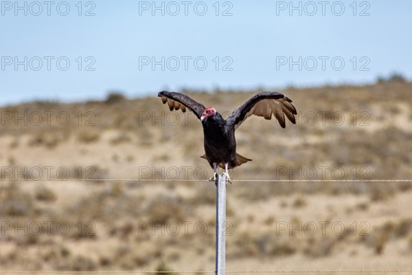 A vulture with spread wings sits on a wire fence in a barren desert landscape, turkey vultures (Cathartes aura) on the Valdes Peninsula in Argentina