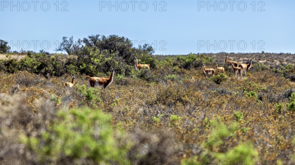 A flock of guanacos grazes in a vast, vegetated desert landscape, wild guanaco (Llama guanicoe) on the Valdes Peninsula in Argentina