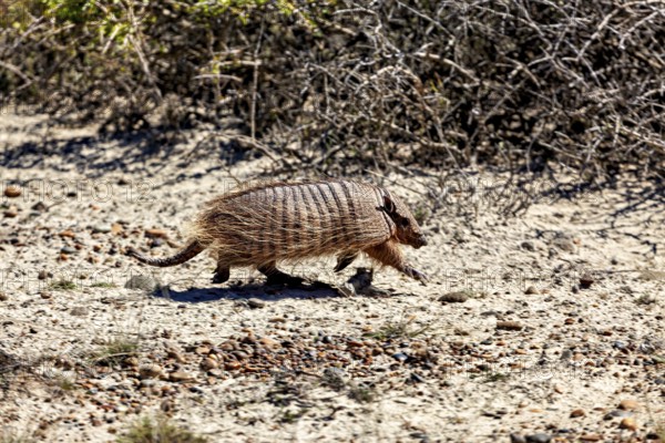 An armadillo runs near shrubs on dry soil, the brown-bristled armadillo (Chaetophractus villosus) of the Valdes Peninsula in Argentina
