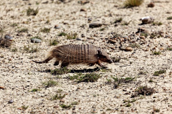 An armadillo moves through the desert on a dusty path, The brown-bristled armadillo (Chaetophractus villosus) of the Valdes Peninsula in Argentina