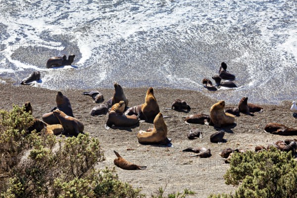 Sea lions enjoy the sun on the beach with nearby waves, The maned seals (Otaria flavescens) on Peninsula Valdes beach in Argentina