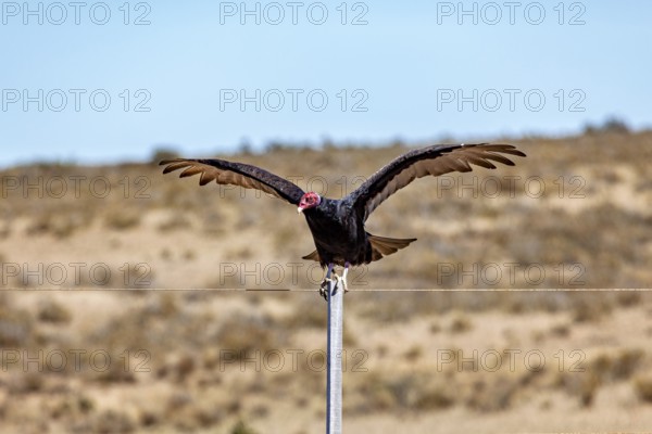 A vulture with spread wings sits on a wire fence in a barren desert landscape, turkey vultures (Cathartes aura) on the Valdes Peninsula in Argentina