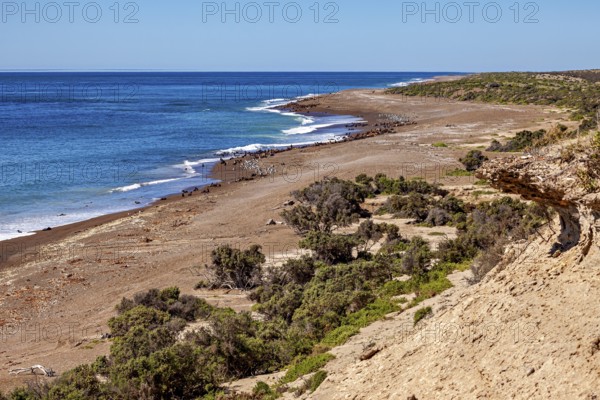Landscape with extensive beach and vegetation merging into the blue ocean horizon, The landscape of Peninsula Valdes in Argentina