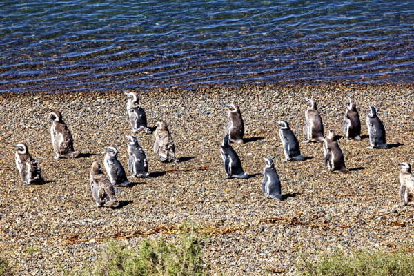 Penguins stand in various positions on a pebble beach close to the water, The Magellanic Penguin (Spheniscus magellanicus) from Punta Tombo in Argentina