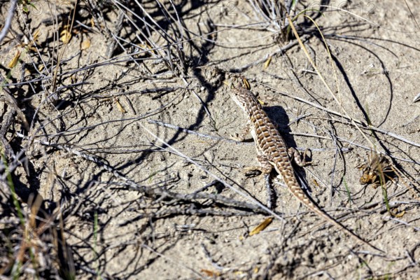 A lizard basks on dry sand among grasses and branches, a common mugwort lizard (Sceloporus graciosus) on the Valdes Peninsula in Argentina