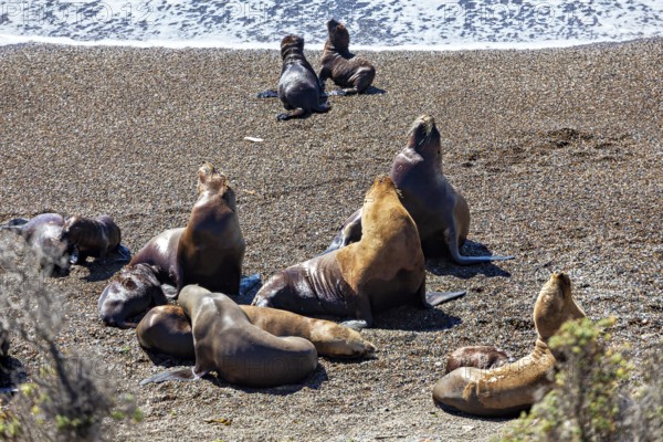 Group of sea lions lying quietly on sandy beach near the sea, the maned seals (Otaria flavescens) on the beach of Peninsula Valdes in Argentina