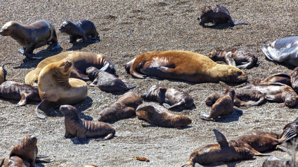 Collection of sea lions lying in the sun on the beach, The maned seals (Otaria flavescens) on the beach of Peninsula Valdes in Argentina