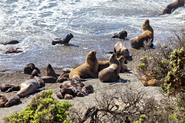 Sea lions move in the coastal waves and enjoy the apparent freedom and movement on the beach, The maned seals (Otaria flavescens) on Peninsula Valdes beach in Argentina